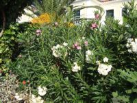 HotelDannysZakynthosLeandru