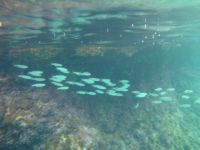 PlajaZanteSnorkeling